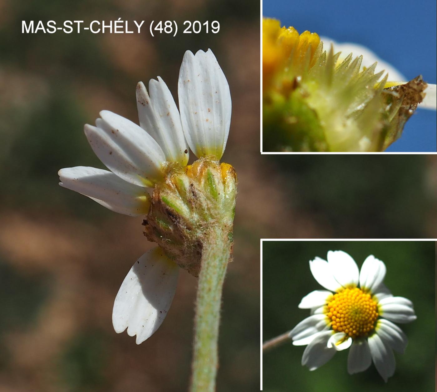 Chamomile, False flower